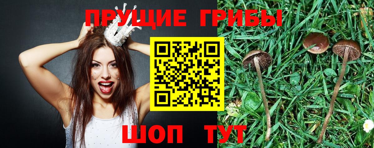 Ессентуки  Псилоцибиновые грибы Psilocybe  Псилоцибиновые грибы мицелий  Вход с VPN 